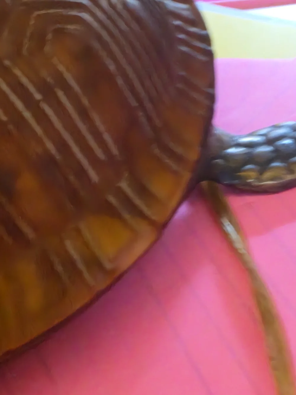 No Label vintage turtle